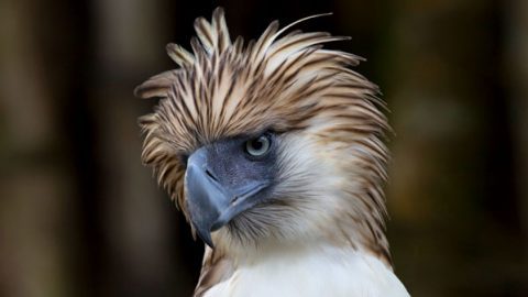 Great Philippine Eagle, Photo by John S. McKean