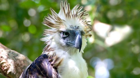 Great Philippine Eagle by Kike Arnal, Living Bird TOC Autumn 2017