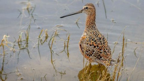 Long-billed Dowitcher is one of many species benefiting from dynamic conservation practices in California. Photo by Matthew Pendleton/Macaulay Library.