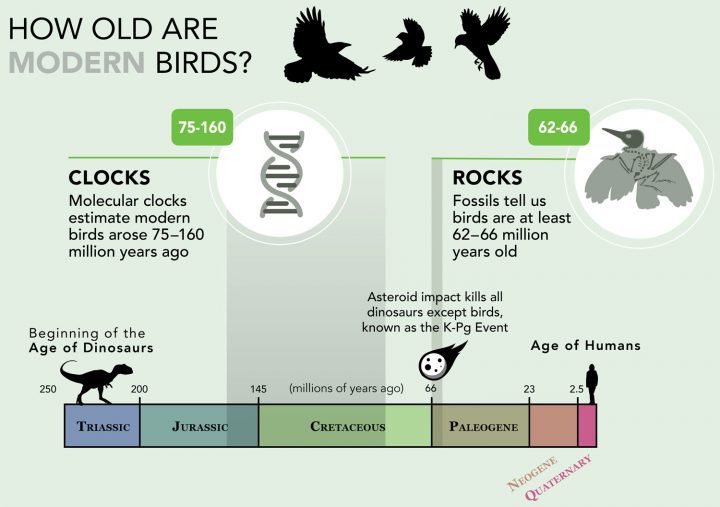 age of modern birds as estimated by fossils and molecular clocks infographic