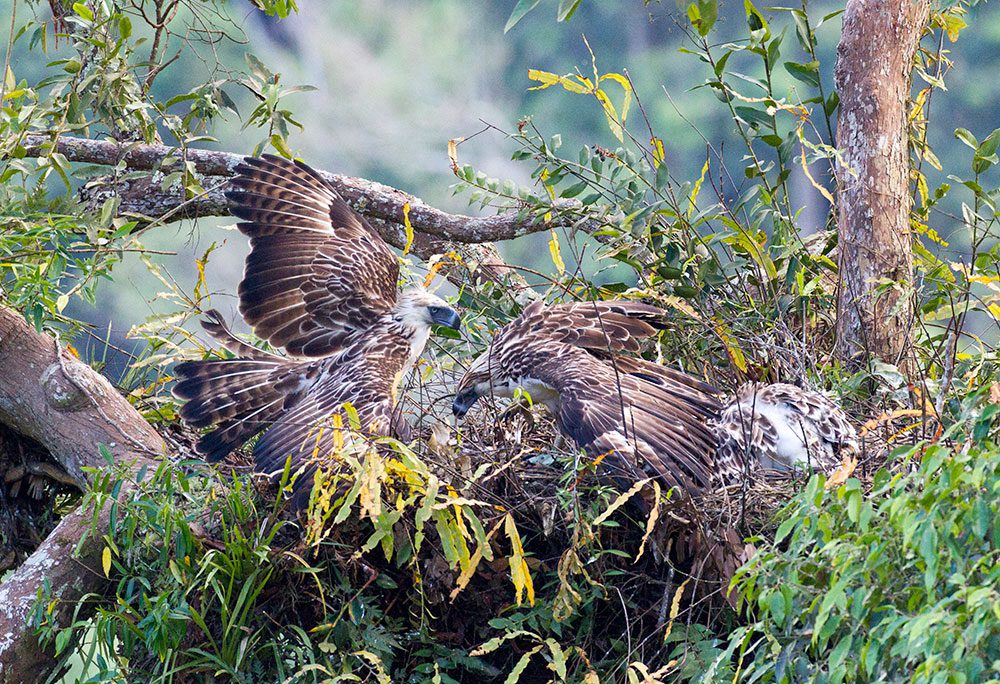 A pair of Great Philippine Eagles and their chick nest on a flank of Mount Apo on Mindanao. Photo by Kike Arnal.