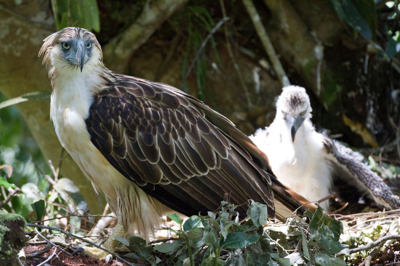 Philippine Eagle at the nest with chick. Photo by Kike Arnal