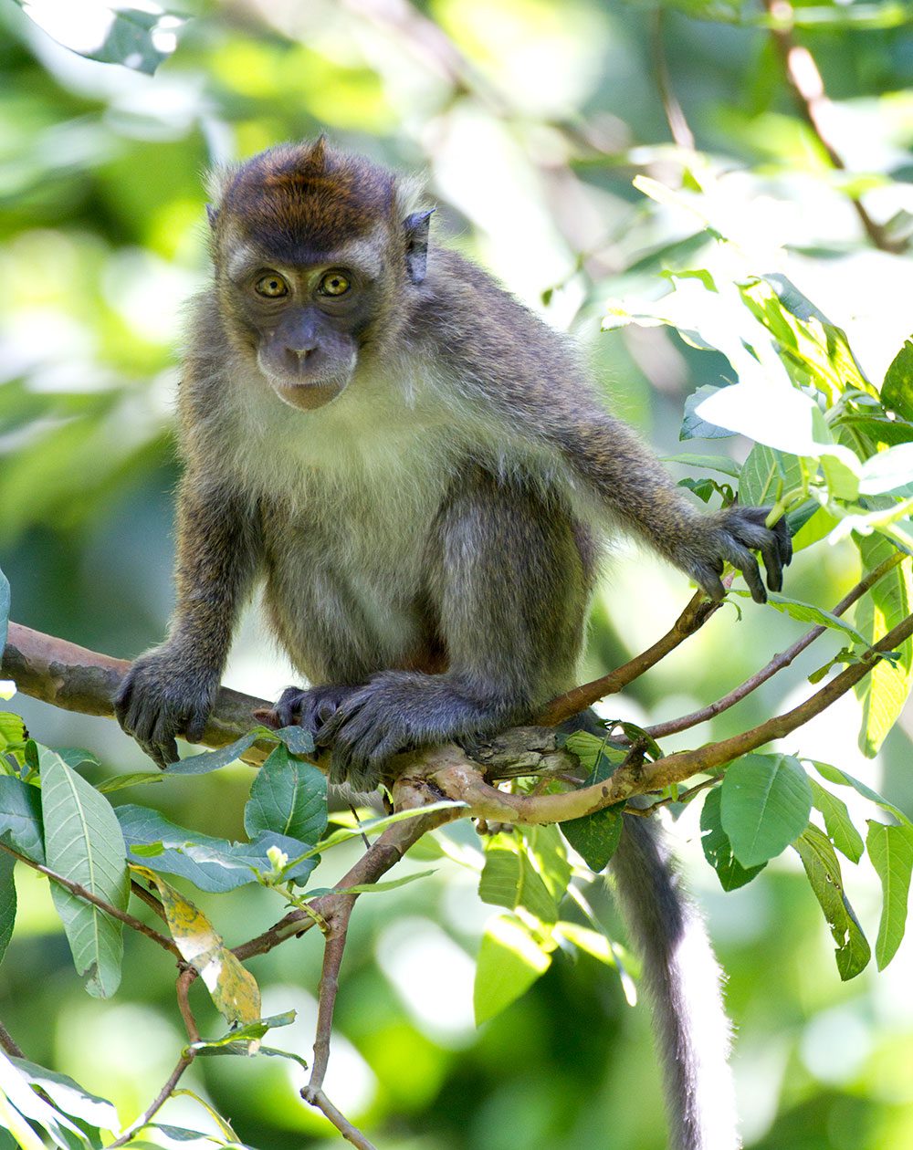 Catching the Philippine long-tailed macaque for prey gave teh eagle its nickname of 