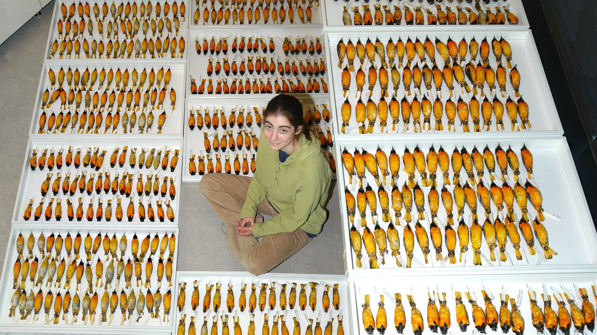 student Lindsay Serene with oriole specimens