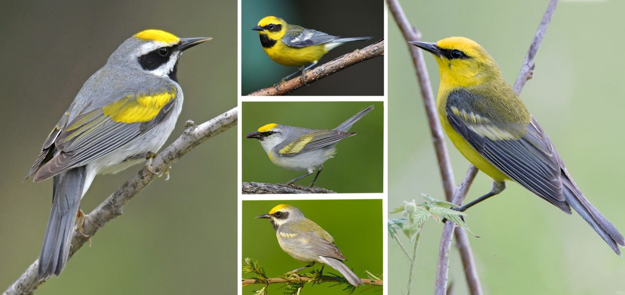 winged-warblers by various