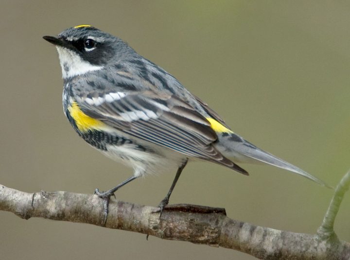 "Myrtle” Yellow-rumped Warbler by Marie Read