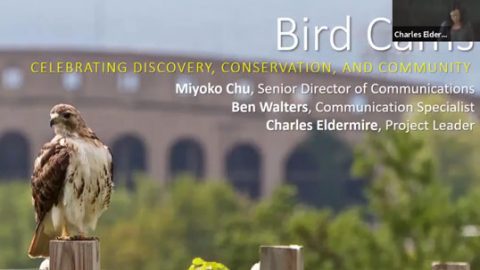Bird Cams appreciation talk, Ezra by Christine Bogdanowitz