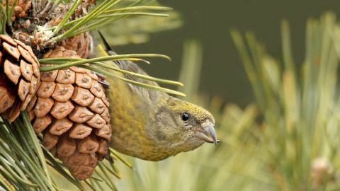 Red Crossbill by Ryan Schain/Macaulay Library