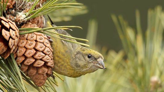 Red Crossbill by Ryan Schain/Macaulay Library