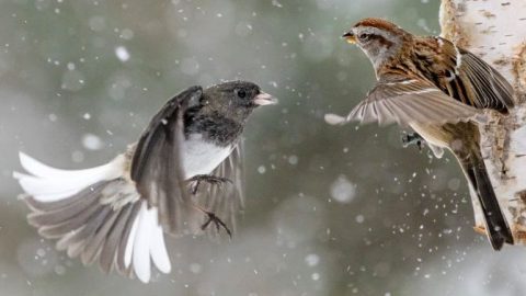 Dark-eyed Junco and American Tree Sparrow facing off at a feeder, by Shirley Donald
