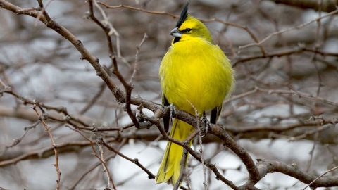 Yellow Cardinal by Chris Wood/Macaulay Library
