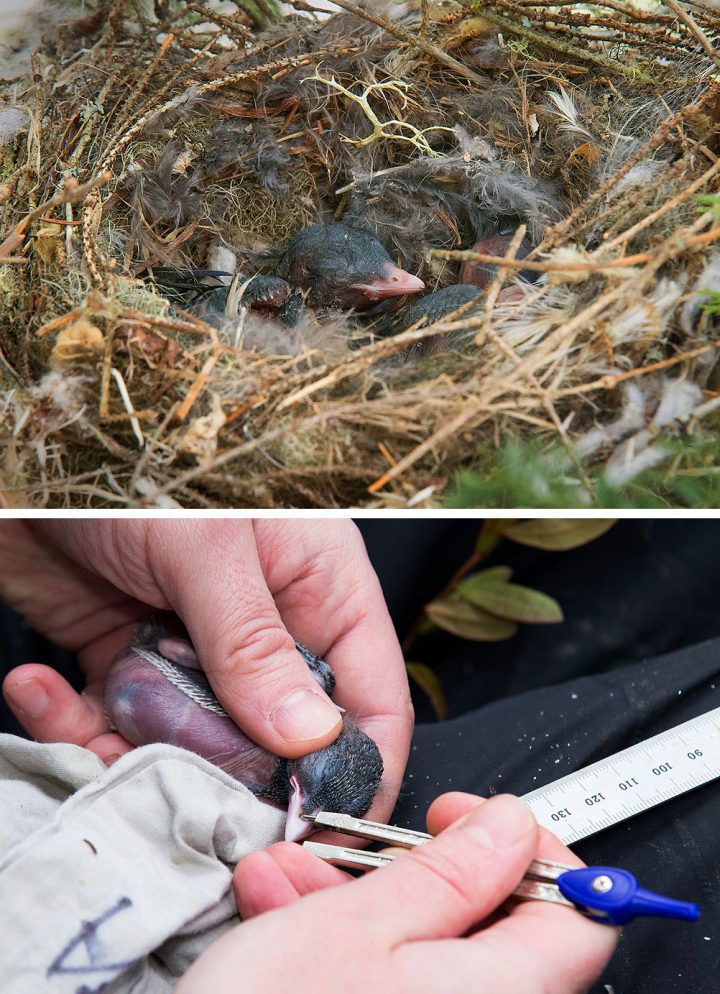 A nest of Gray Jay chicks (top). Chicks are examined to check for health. Photos by Chris Foito