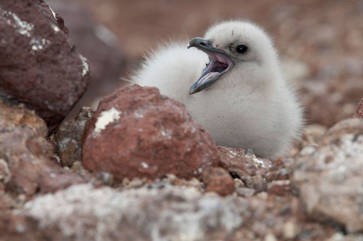 Lone skua chick calls. Photo by Chris Linder.