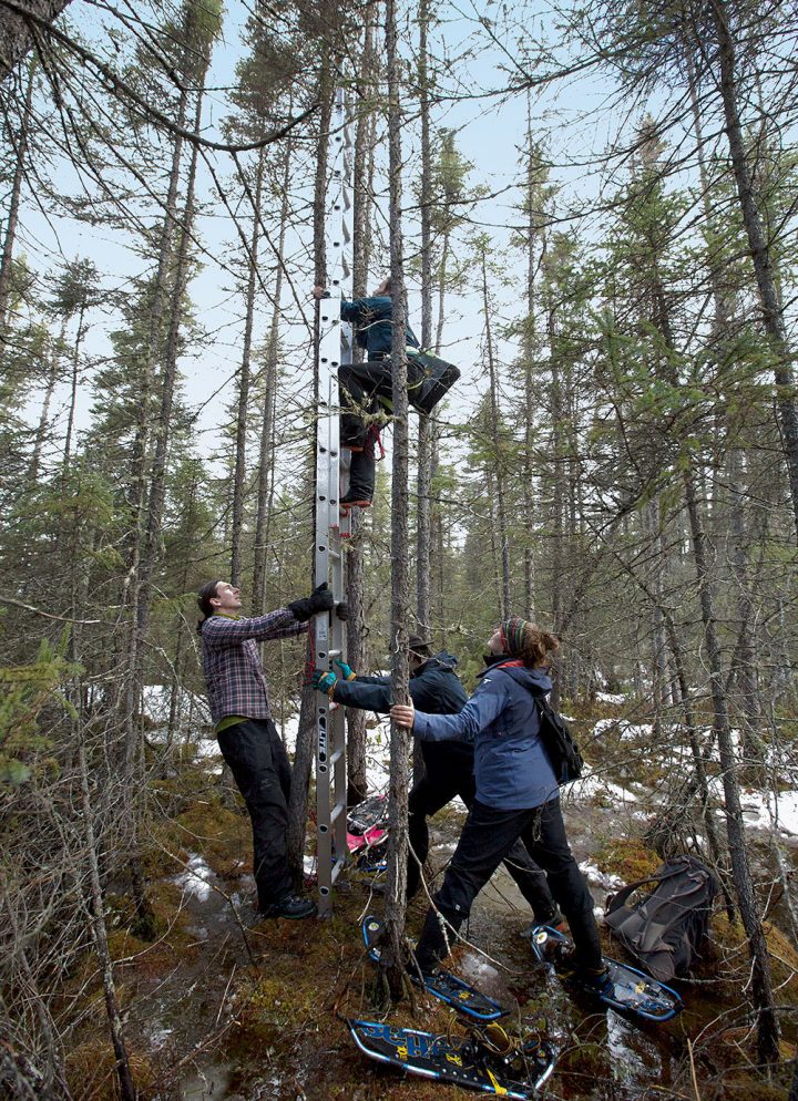 For Gray Jay nest checks in Algonquin, scientists climb ladders braced against skinny spruce trees just a few inches in diameter. Photo by Chris Foito.