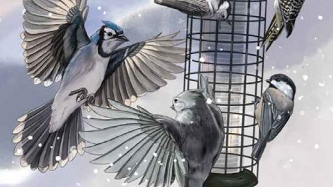 Feeder Bird Flight Club. Illustration by Jillian Ditner