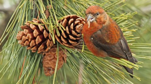 Red Crossbill by Ryan Schain/Macaulay Library