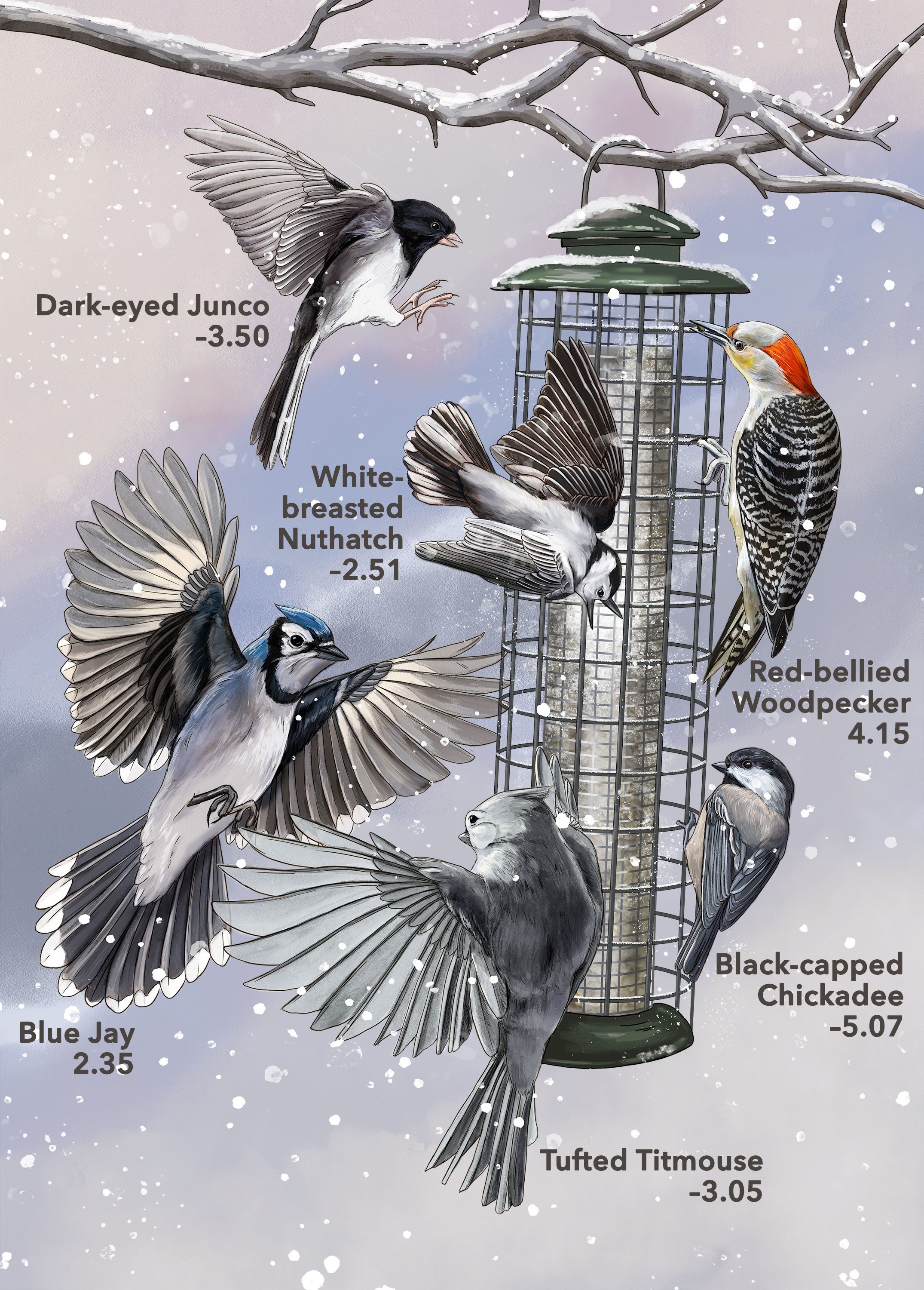 Feeder bird fight club, illustration by Jillian Ditner