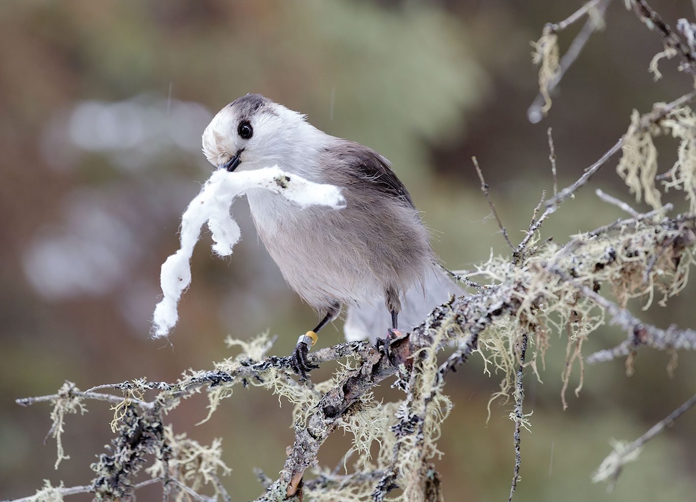 White, fluffy cotton is handy for Gray Jays as nesting material—and for scientists tracking where the jays go. Photo by Brett Forsyth.