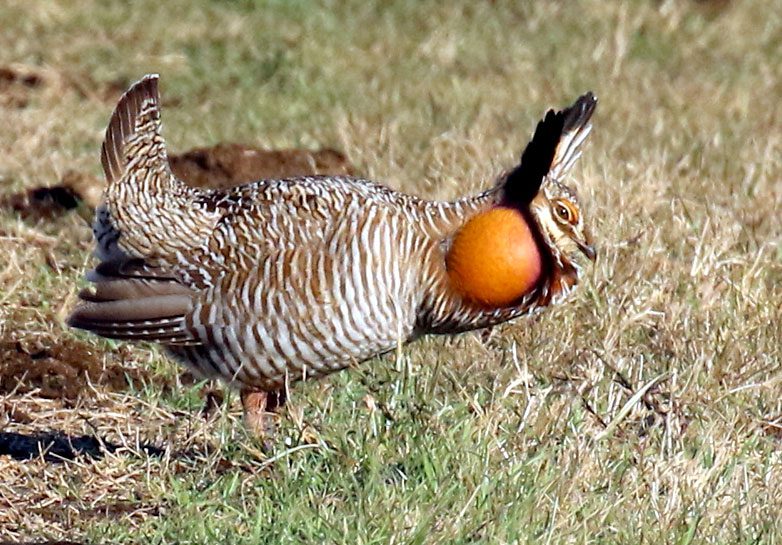 Greater Prairie-Chicken, Attwater's form, by Dave Jones/ML