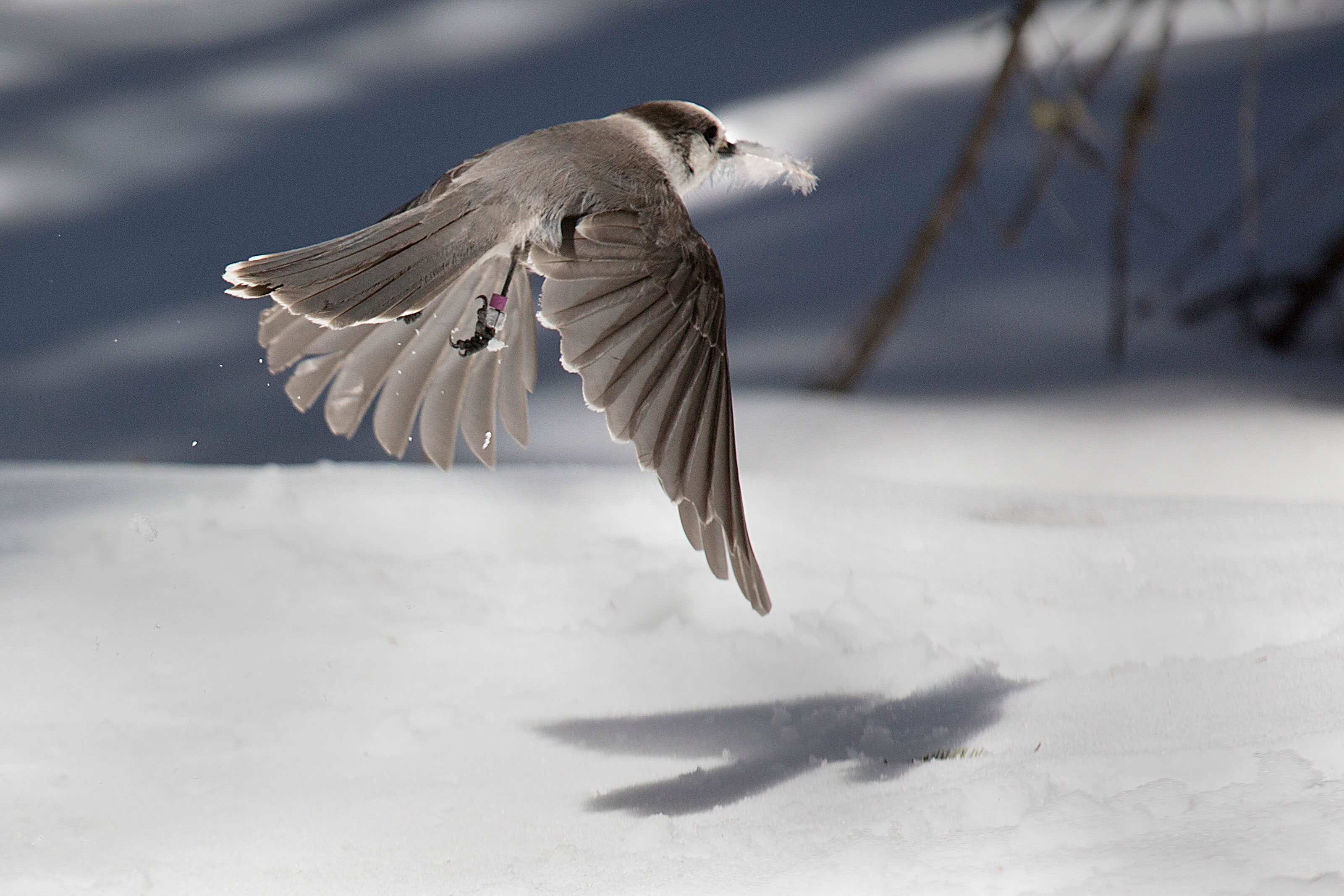 Researchers offer cotton and feathers that the jays collect for their nests. Photo by Chris Foito.