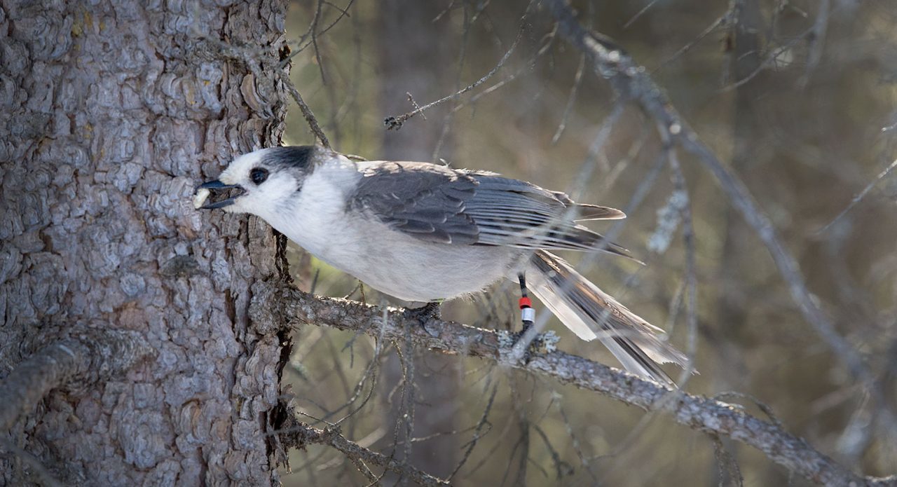 Gray Jay caches food. Photo by Chris Foito