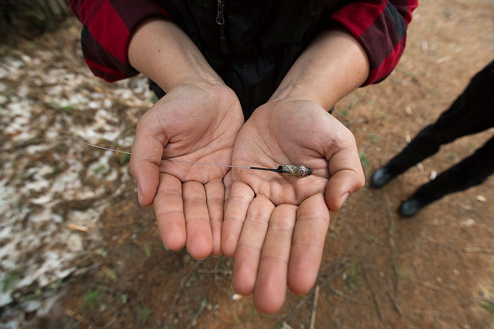 Nikole Freeman holds a radio transmitter before it is attachedto a young bird. Photo by Chris Foito