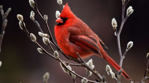 NOrthern Cardinal by Michele Black/GBBC