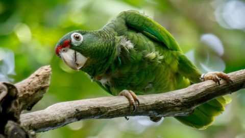 puerto Rican parrot by Gloria Archilla