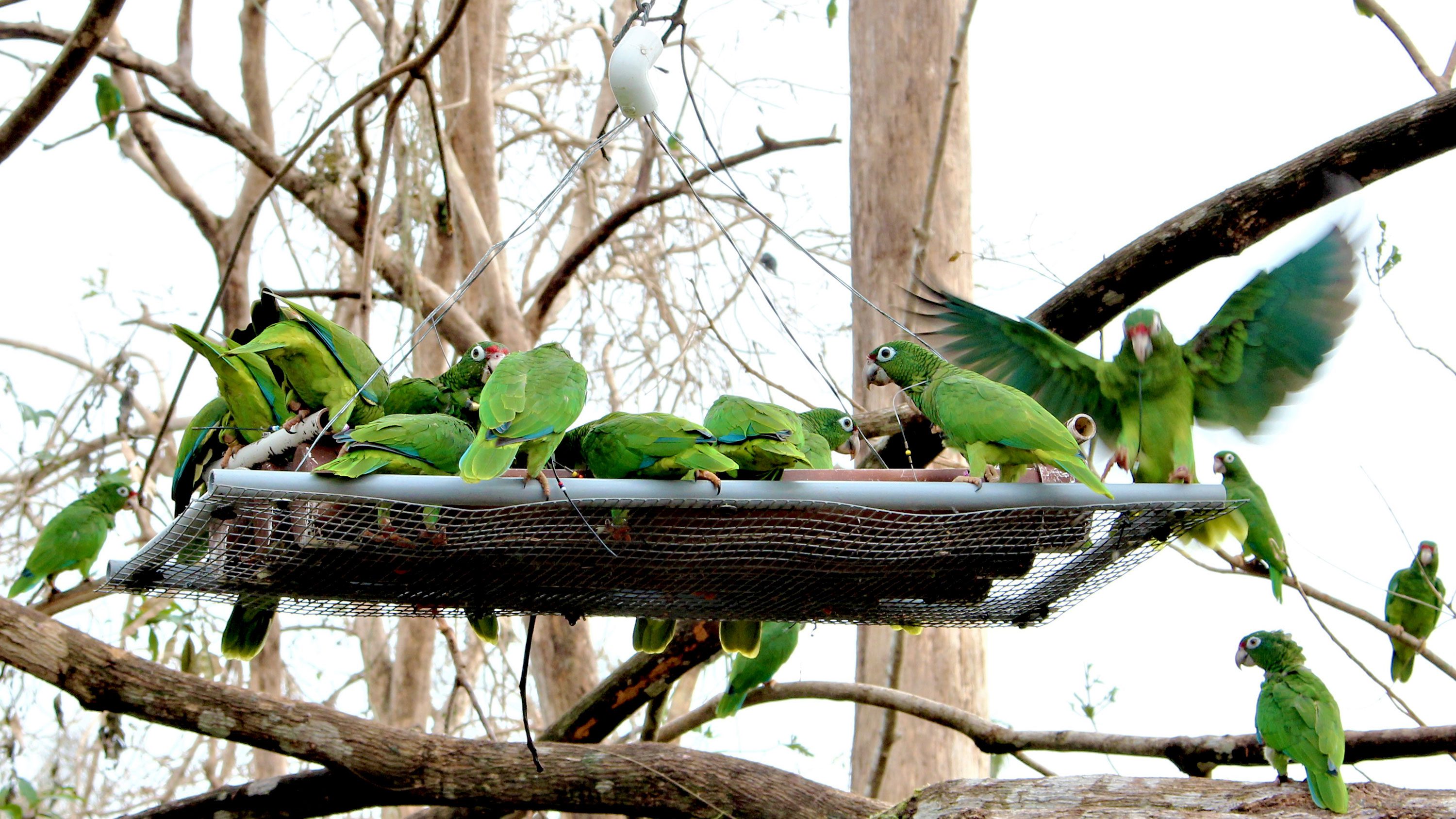After the hurricanes, parrots were fed by the aviary staff. Photo by Ricardo Valentin.
