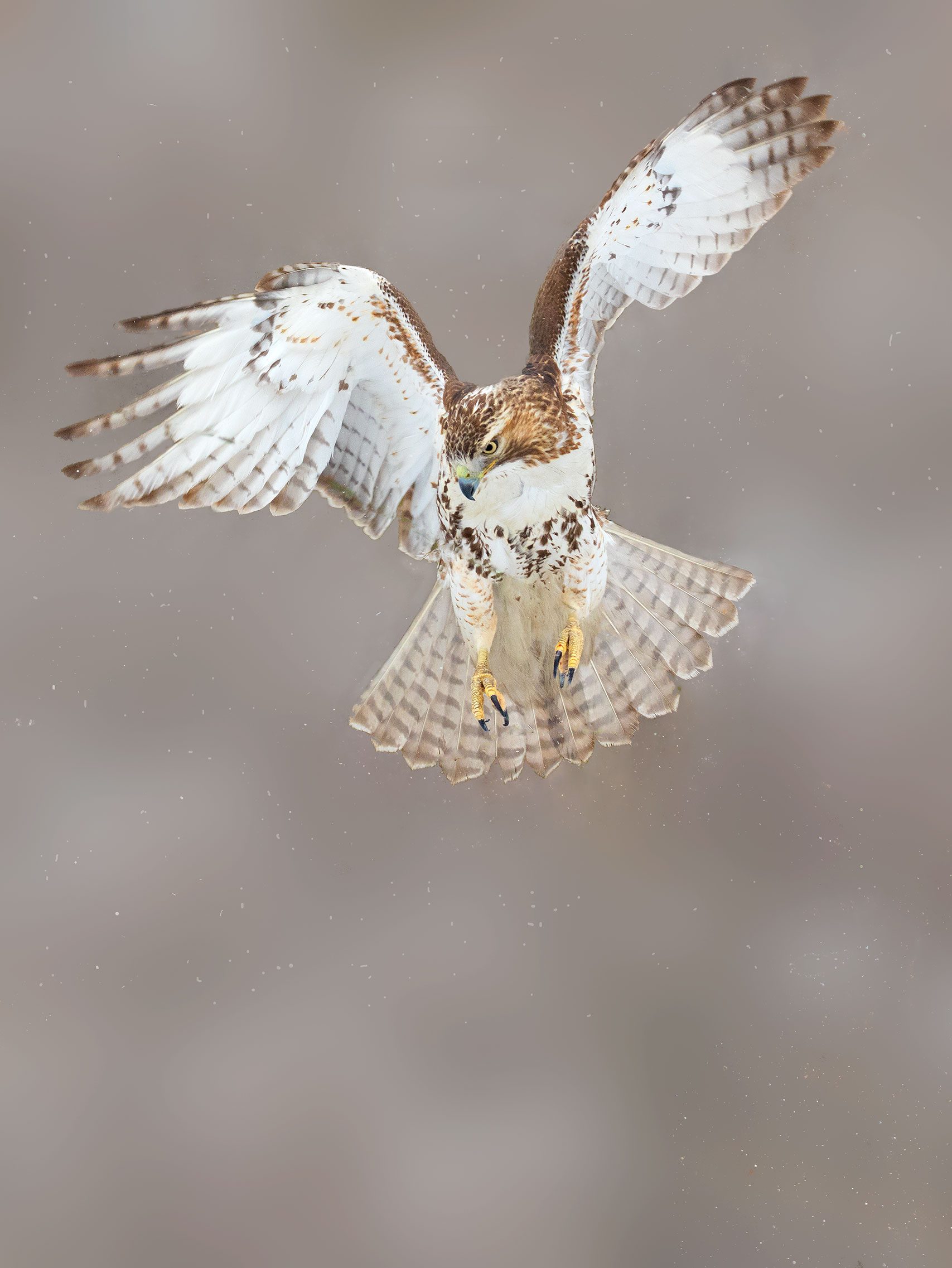 Red-tailed Hawk by David Speiser