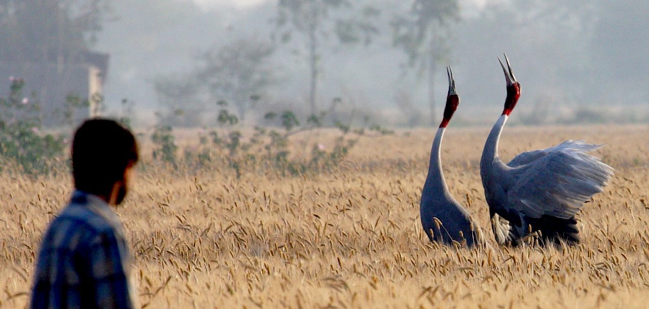 Sarus-field-top-1280x610.jpg