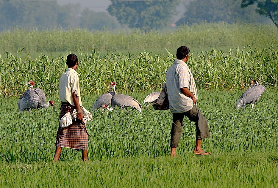 In Uttar Pradesh, the seasonal farming rhythm of planting wheat for the dry season and rice for the monsoon season provides year-round habitat for cranes.Photo by K.S. Gopi Sundar.