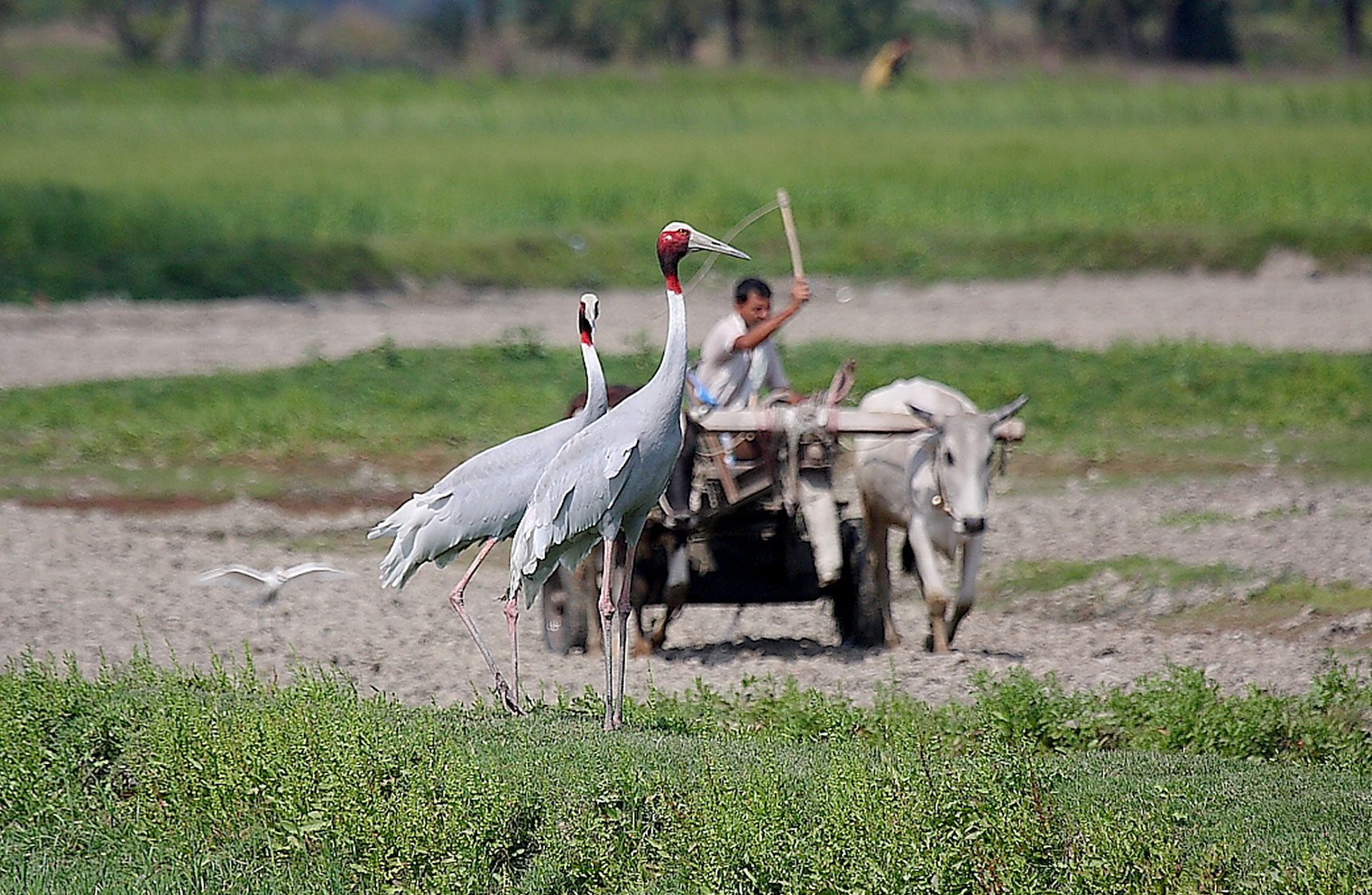in Uttar Pradesh, farmers welcome the cranes to their fields. Photo by K.S. Gopi Sundar.