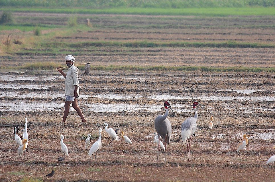Sarus Cranes are feeding, nesting, and successfully raising young in rice paddies and wheat fields throughout this tightly packed agricultural landscape. Photo by K.S. Gopi Sundar.