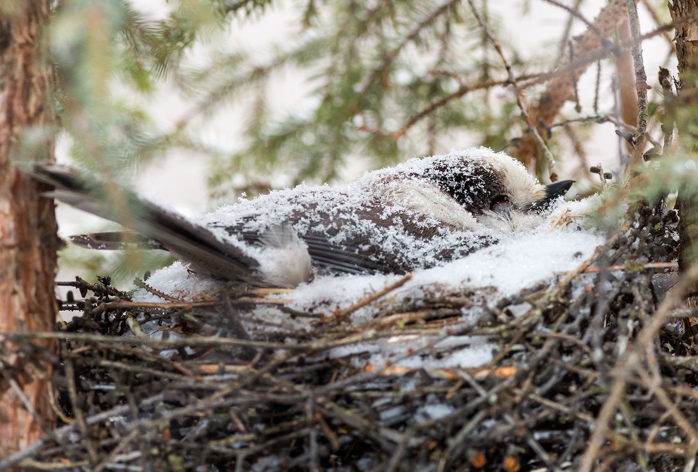 Snow Gray Jay nest. Brett Forsyth.