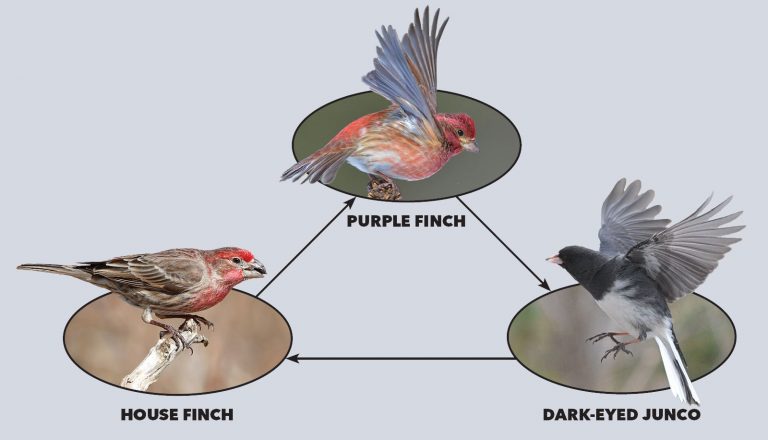 When 136 Bird Species Show Up at a Feeder, Which One Wins? | All About ...