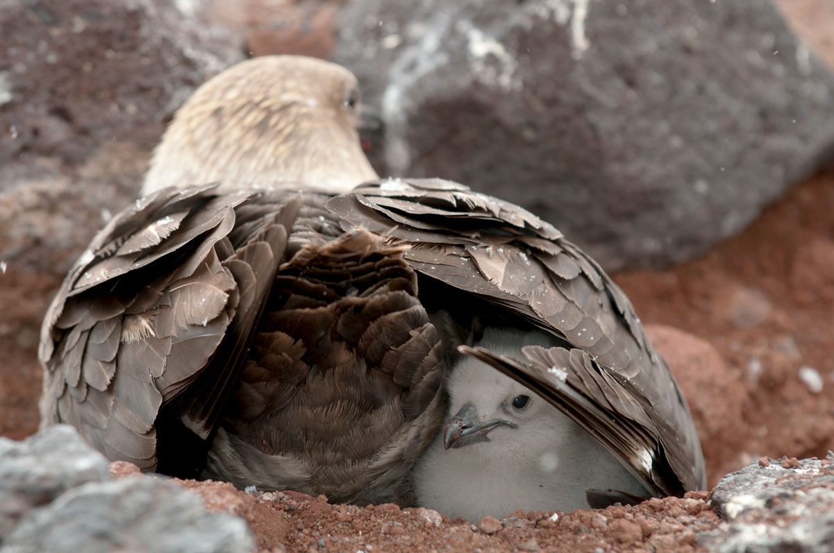Skua chick under parent's wing. Photo by Chris Linder.