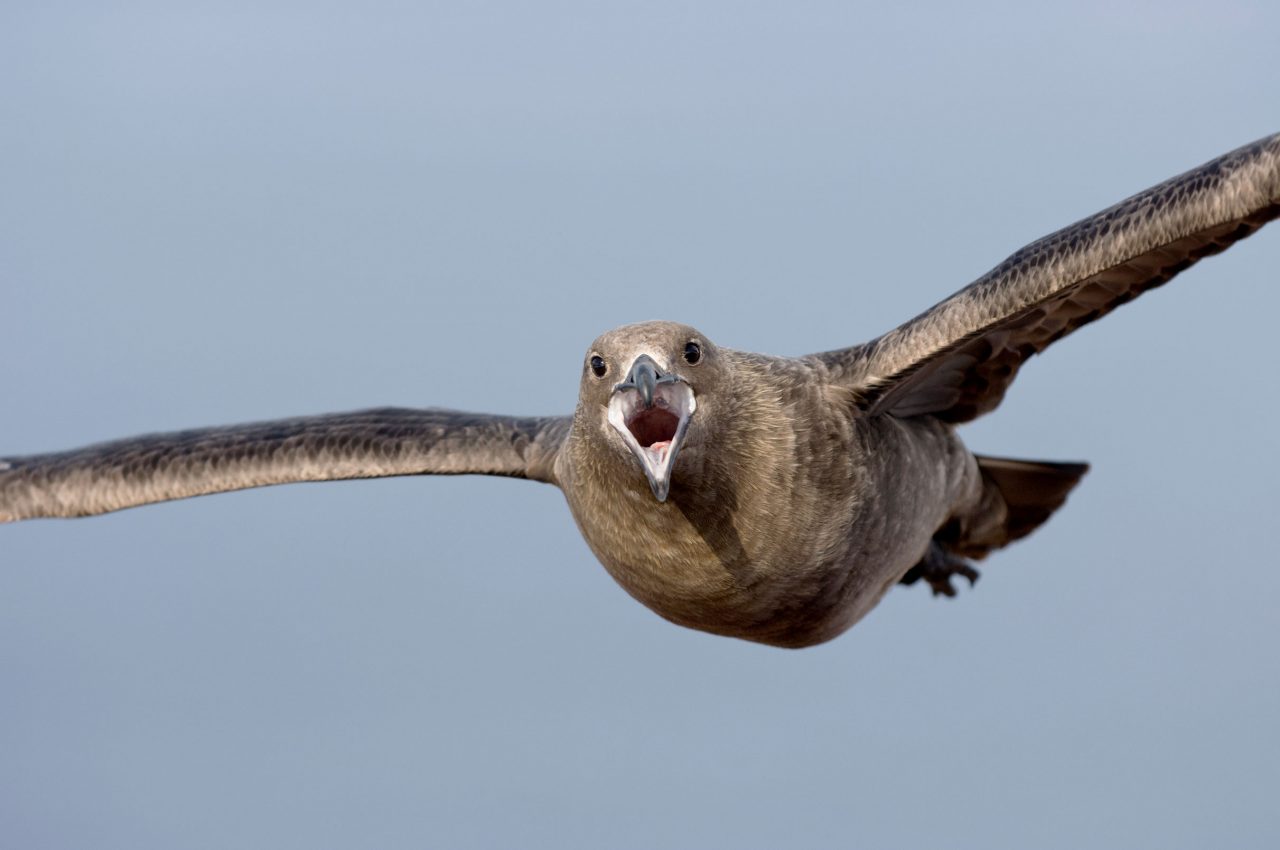 Skua flying. Photo by Chris Linder.