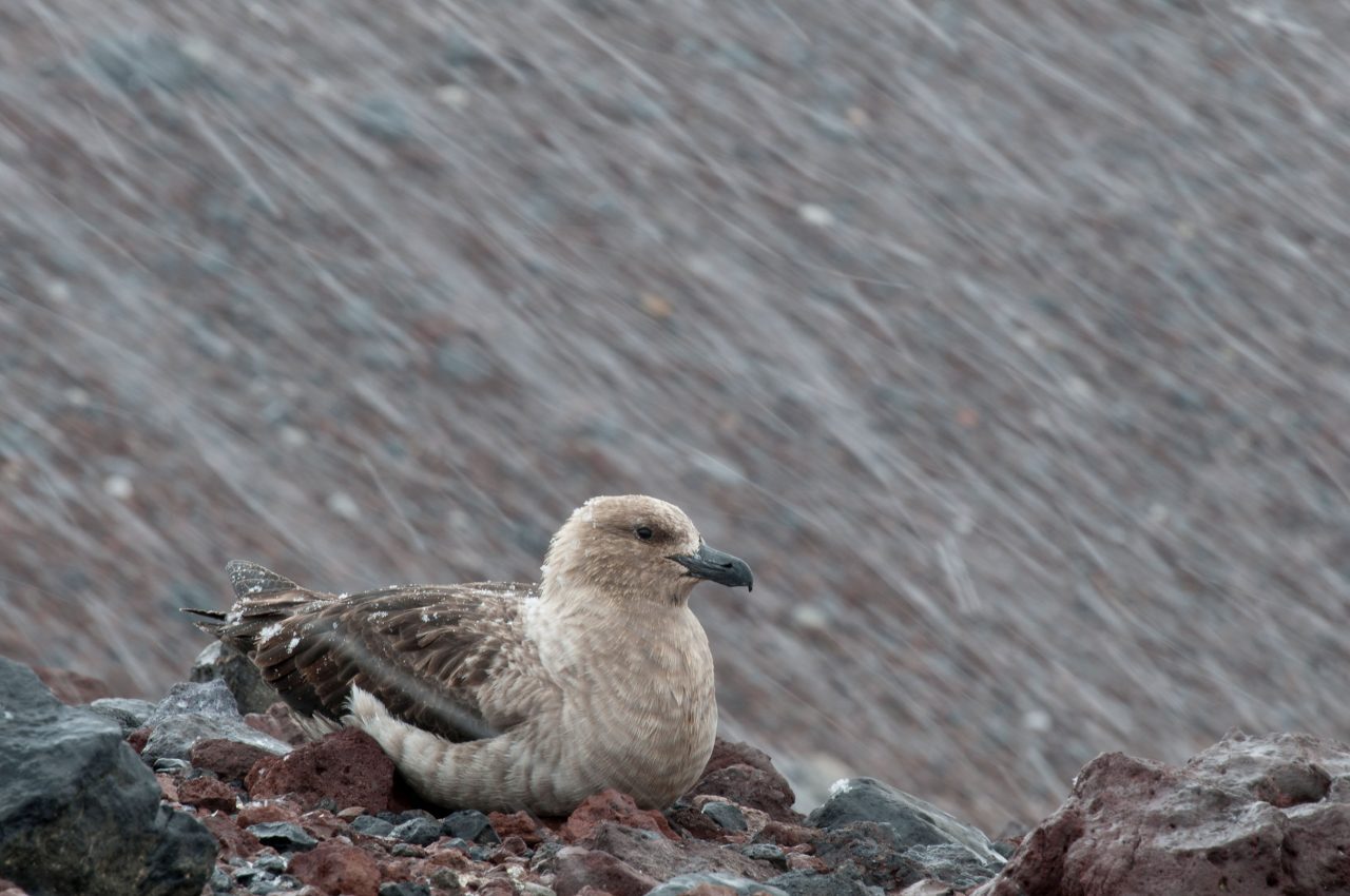 Skua sitting inthe snow. Photo by Chris Linder.