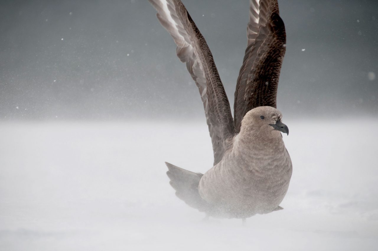 Skua in the snow. Photo by Chris Linder.
