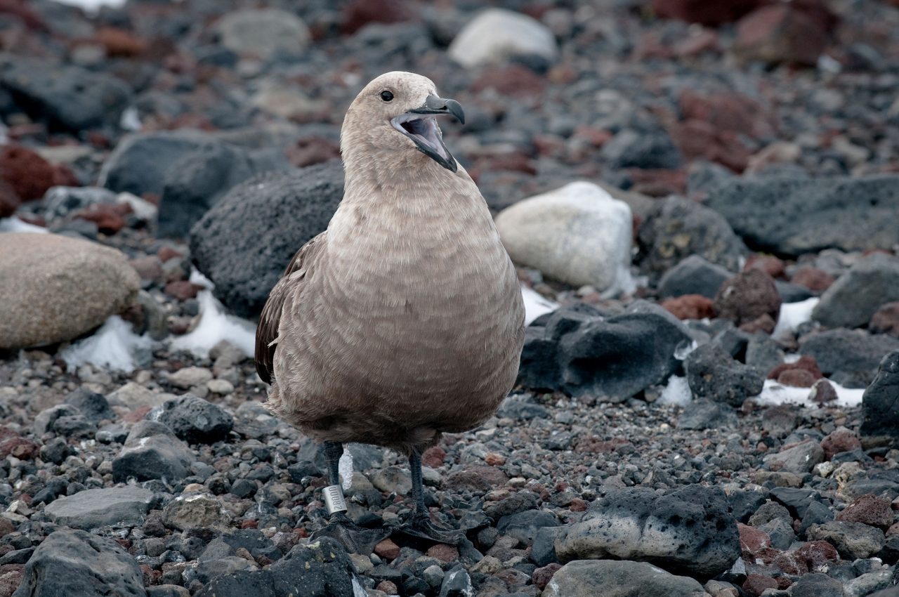 Skua with a leg band. Photo by Chris Linder.