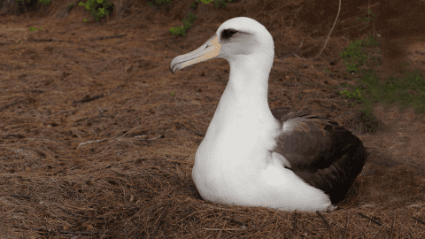 Laysan Albatross by Hugh Powell.