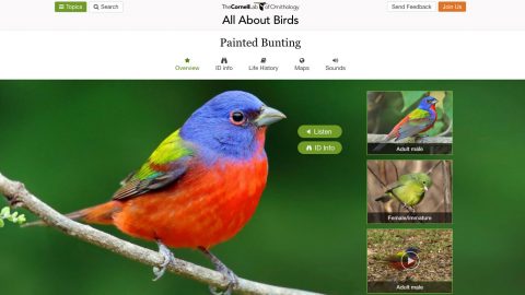 screenshot from All About Birds species guide