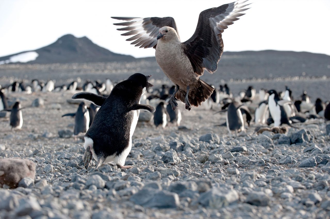 penguin lunges at a skua. Photo by Chris Linder.