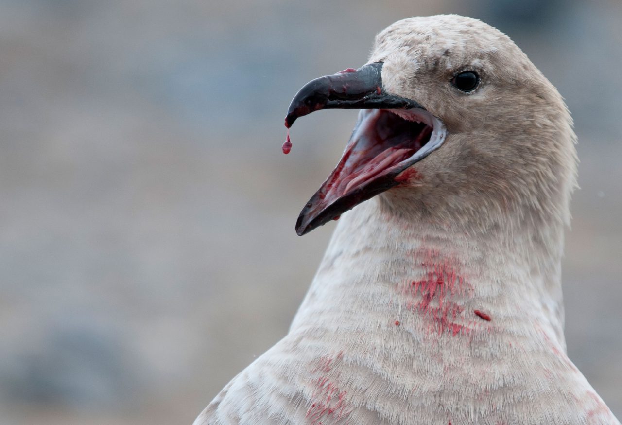 Skua with bloody beak. Photo by Chris Linder.