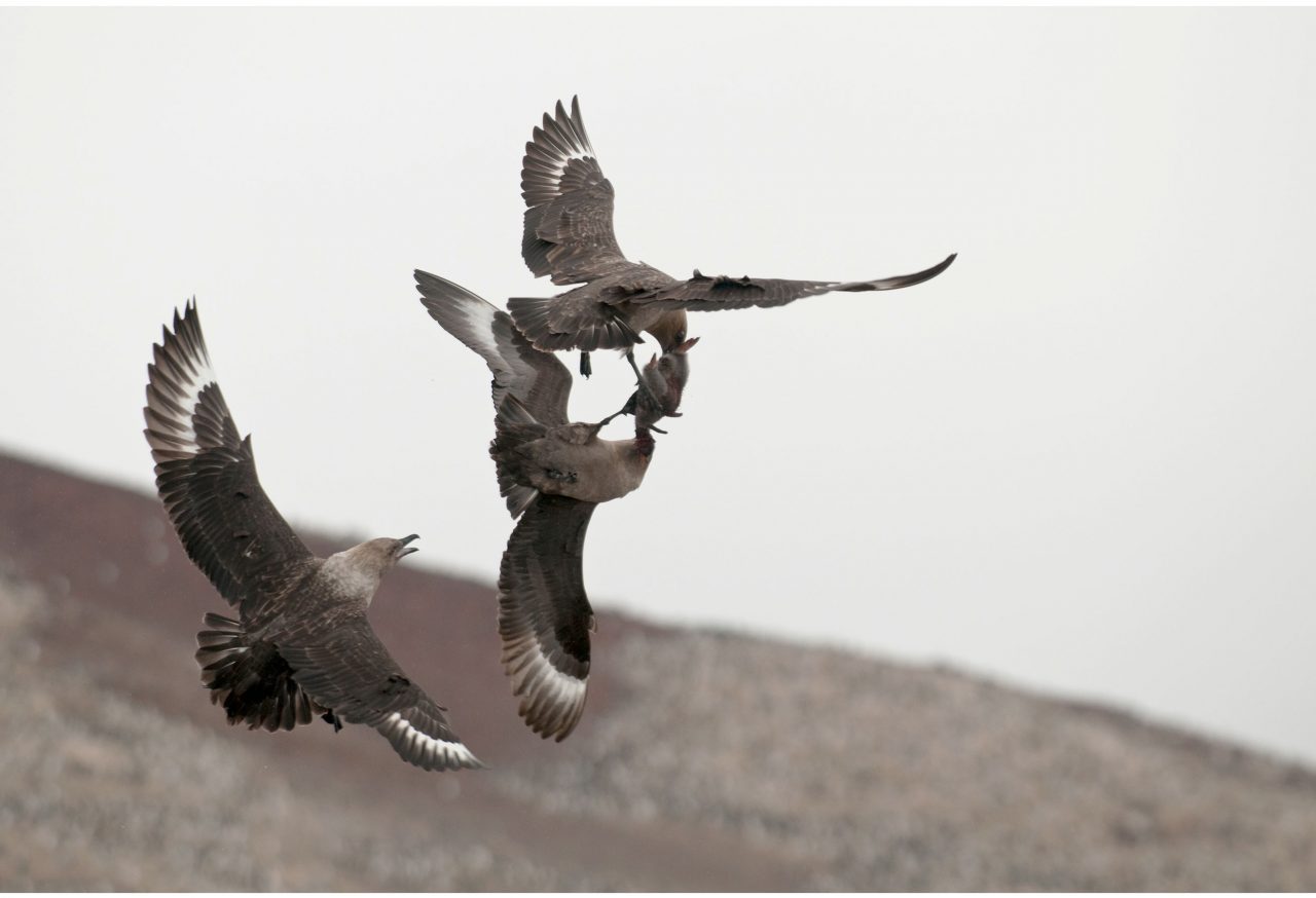 Skuas compete for penguin chick. Photo by Chris Linder.