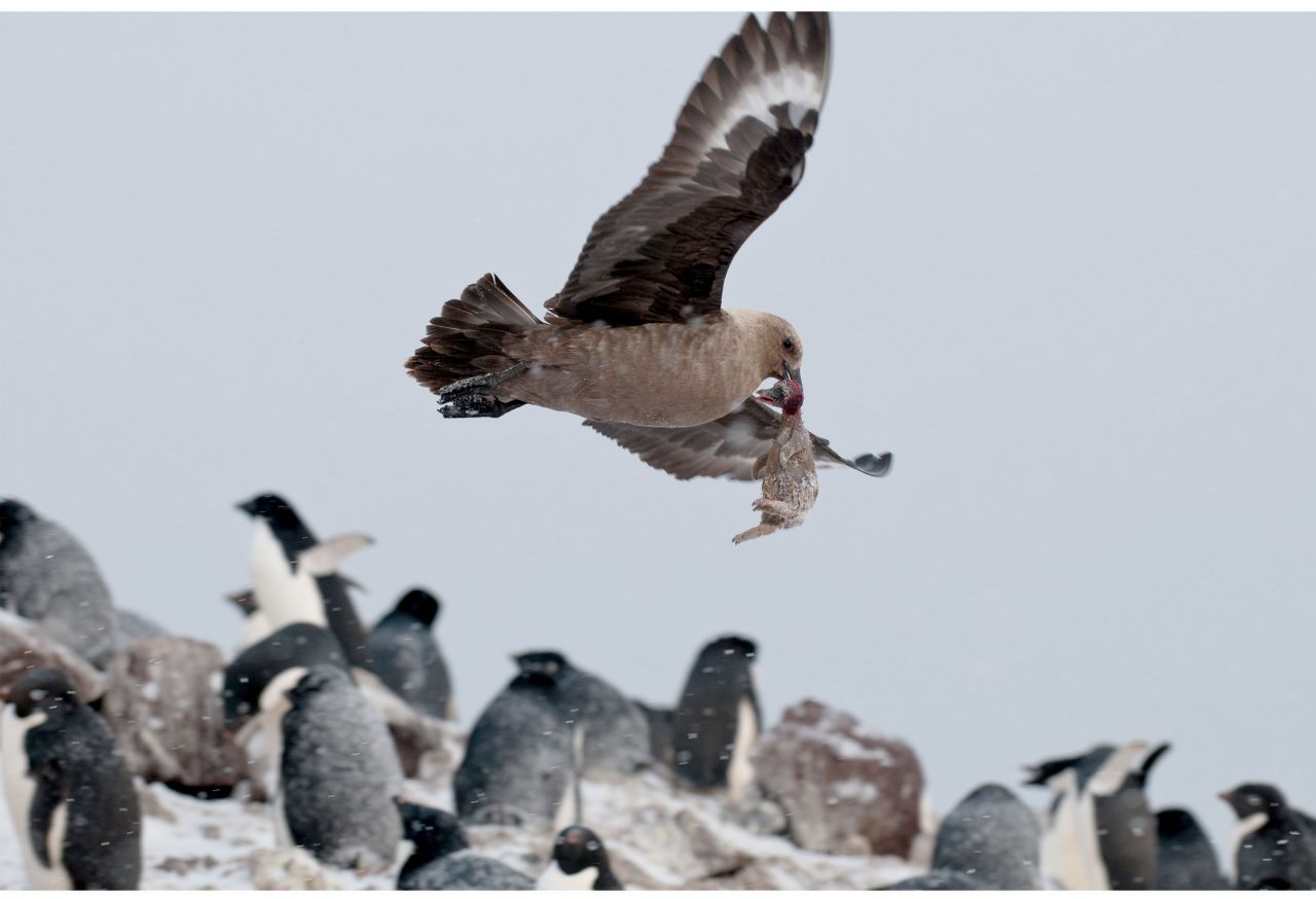 Skua flies off with penguin chick Photo by Chris Linder.