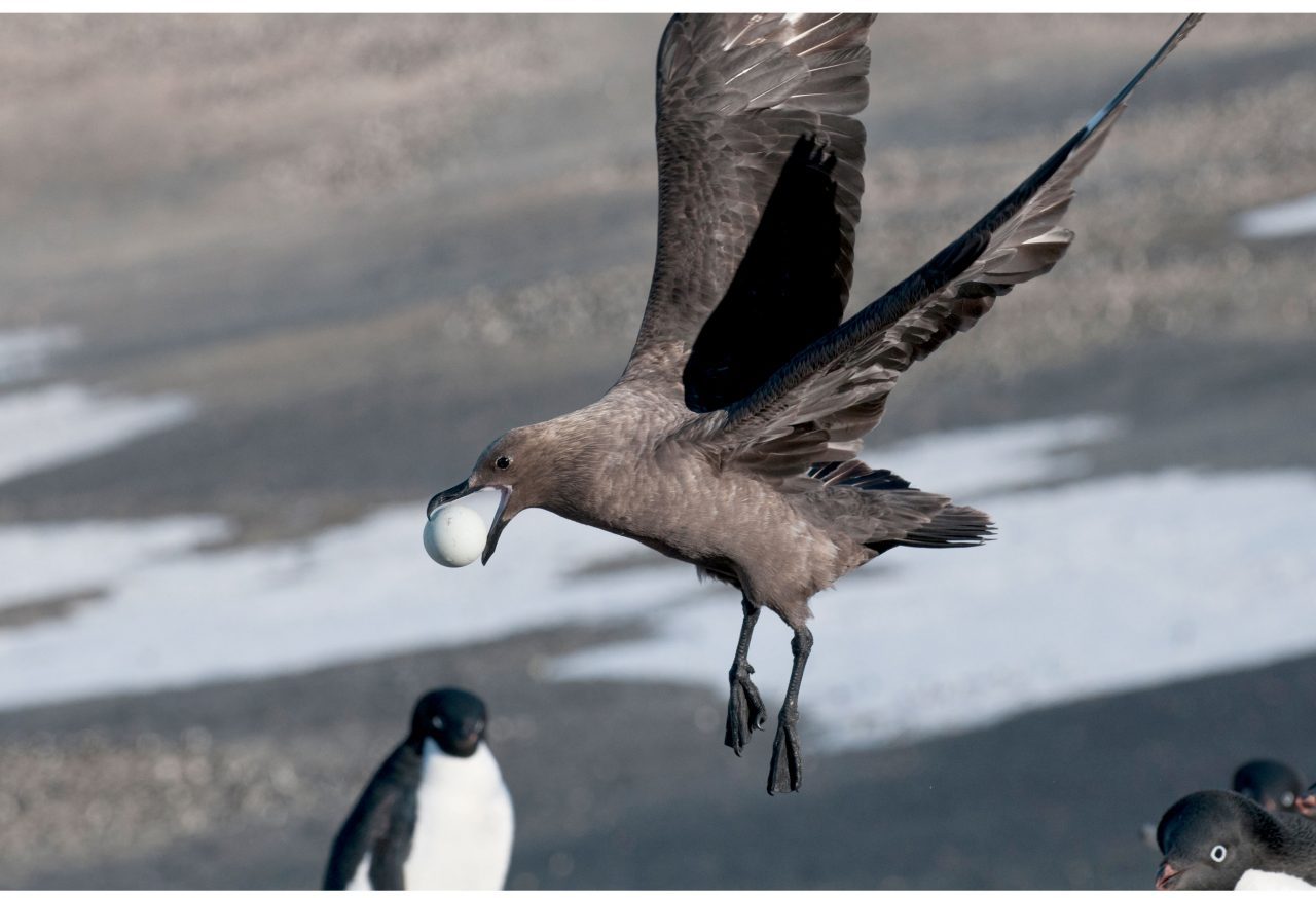 Skua takes a penguin egg. Photo by Chris Linder.
