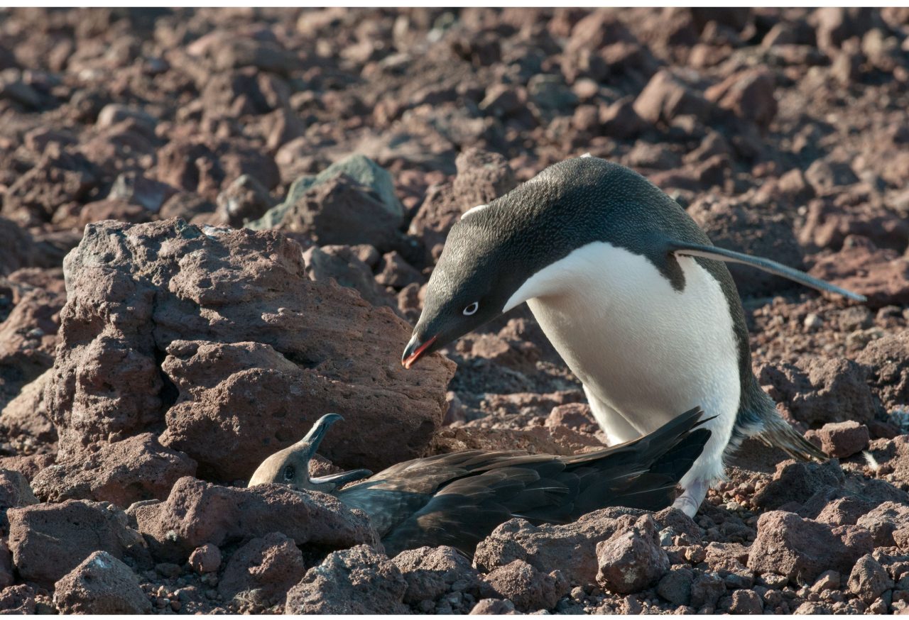 Skua gets taken down by a penguin. Photo by Chris Linder.
