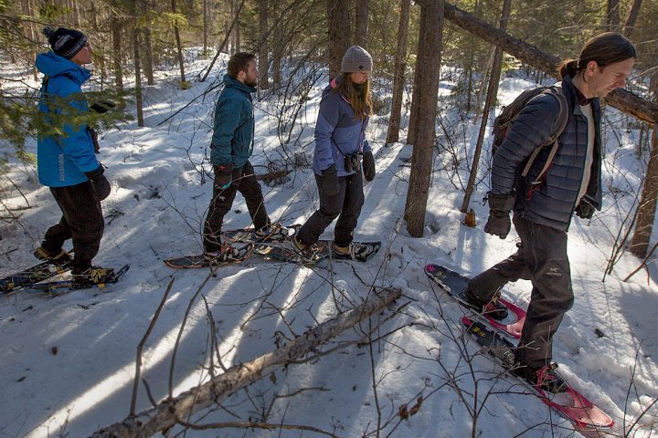 Ryan Norris and his team of students search for Gray Jays in Algonquin. Snowshoes are required to negotiate the snowy woods. Photo by Chris Foito.
